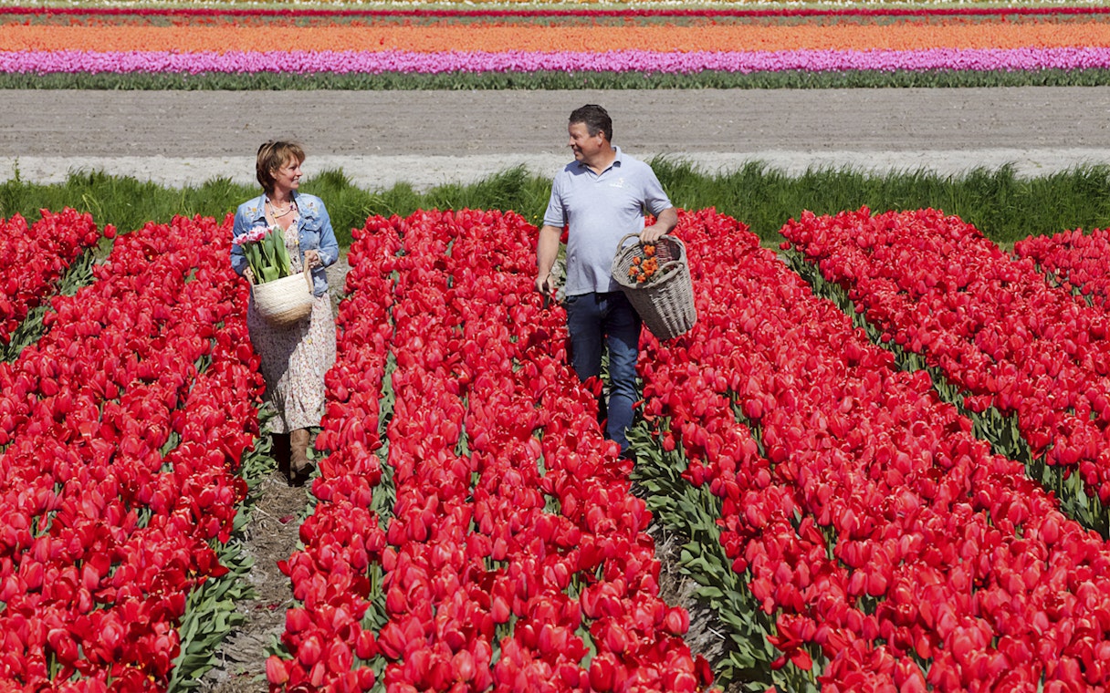 Couple walking through vibrant tulip fields at Keukenhof, Netherlands, carrying baskets of flowers.