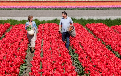 Couple walking through vibrant tulip fields at Keukenhof, Netherlands, carrying baskets of flowers.