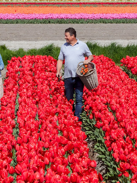Couple walking through vibrant tulip fields at Keukenhof, Netherlands, carrying baskets of flowers.