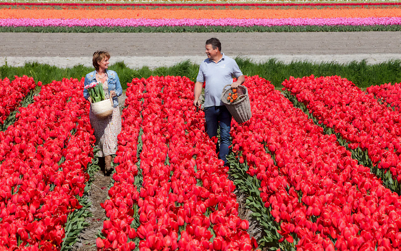 From Amsterdam: Keukenhof & Tulip Farm Full-Day Trip with Windmill Cruise — 6