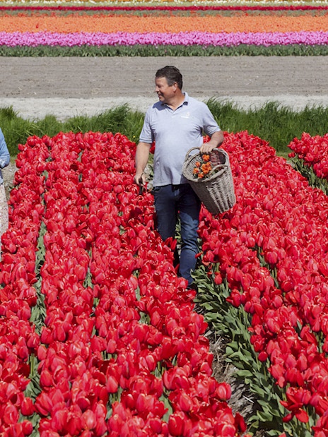 Couple walking through vibrant tulip fields at Keukenhof, Netherlands, carrying baskets of flowers.