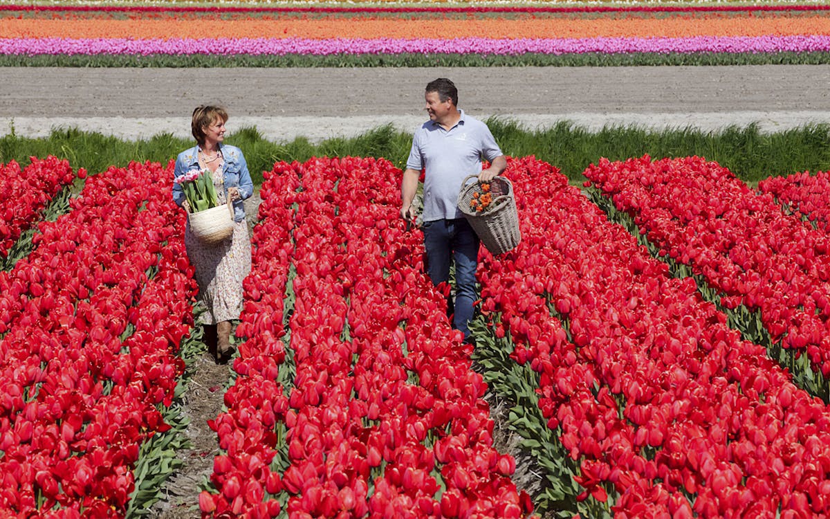 skip-the-line ticket to keukenhof with transfers from amsterdam & optional cruise-4 skip-the-line ticket to keukenhof with transfers from amsterdam & optional cruise-4