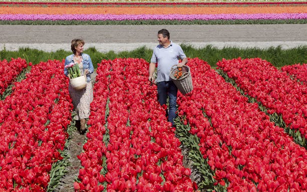 Couple walking through vibrant tulip fields at Keukenhof, Netherlands, carrying baskets of flowers.