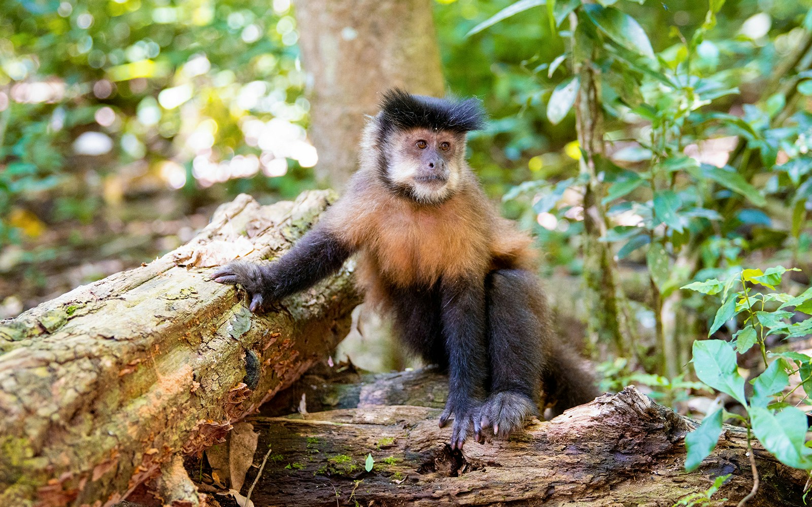 Local wildlife nearby Iguazu Falls, Argentina