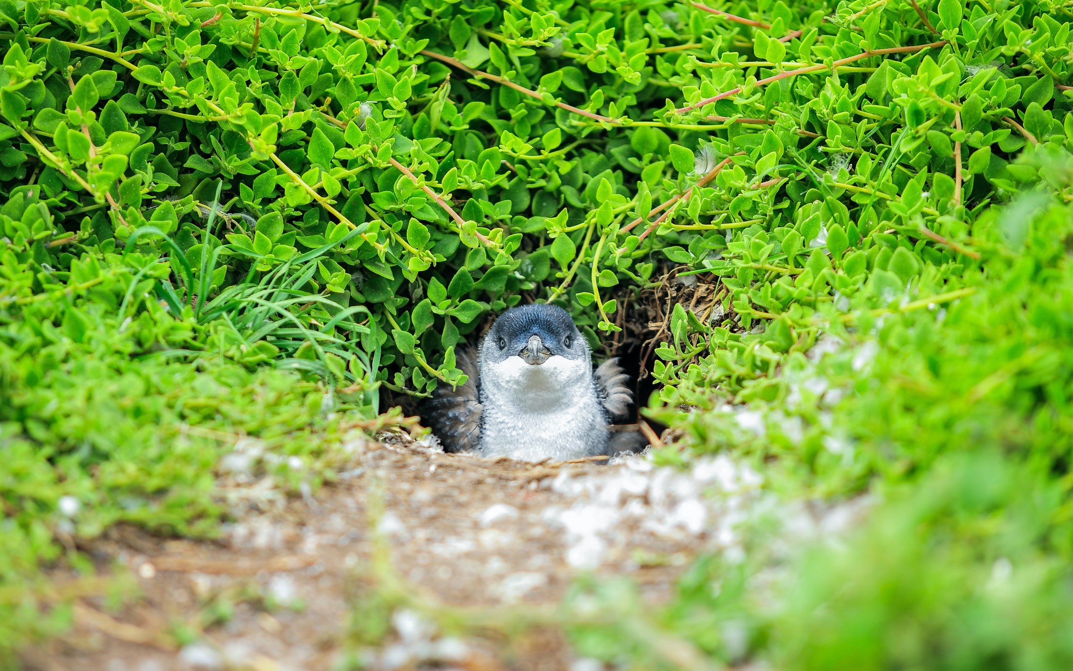 Penguin peeking from greenery during Penguin Parade, Melbourne tour.