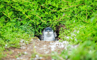 Penguin peeking from greenery during Penguin Parade, Melbourne tour.