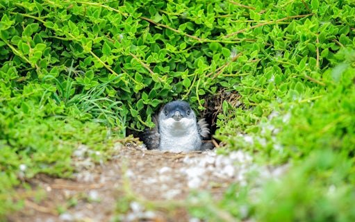 Penguin peeking from greenery during Penguin Parade, Melbourne tour.
