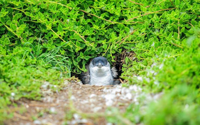 Penguin peeking from greenery during Penguin Parade, Melbourne tour.