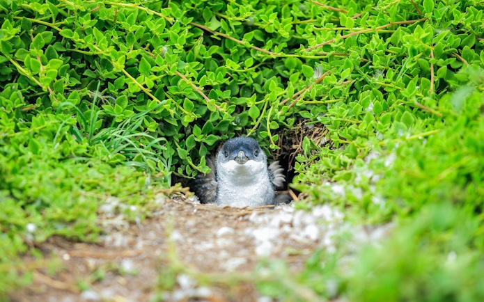 Penguin peeking from greenery during Penguin Parade, Melbourne tour.