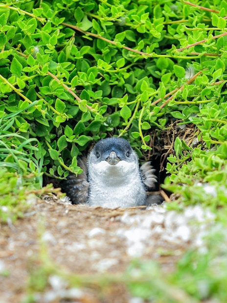 Penguin peeking from greenery during Penguin Parade, Melbourne tour.