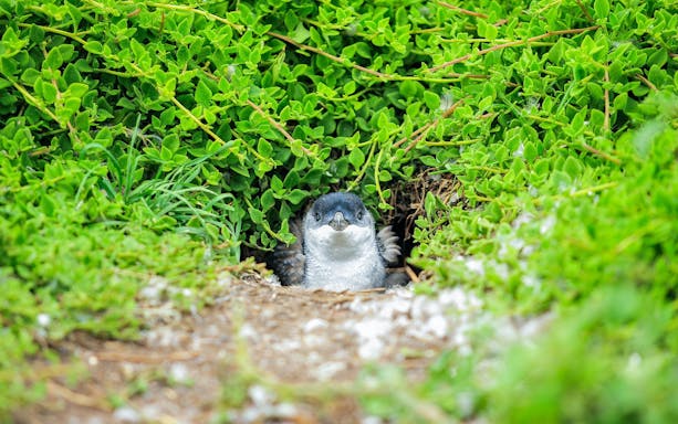 Penguin peeking from greenery during Penguin Parade, Melbourne tour.