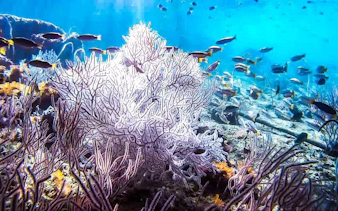 Coral reef and fish underwater during Krabi speedboat tour, Thailand.