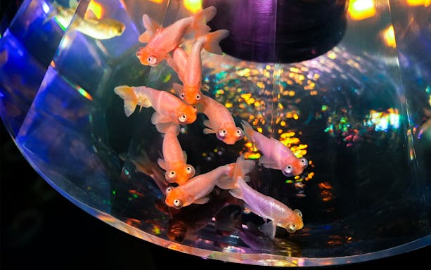 Goldfish in a colorful tank at Nara Kingyo Museum, Japan.