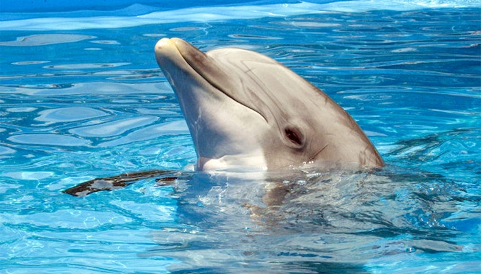 Georgia Aquarium Dolphin Coast