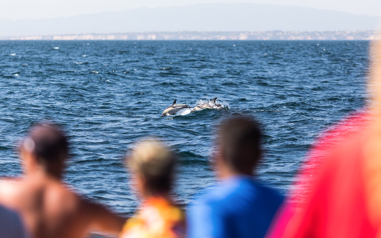 Dolphins swimming near a boat with tourists watching in Constanta.