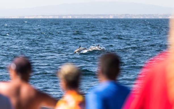 Dolphins swimming near a boat with tourists watching in Constanta.