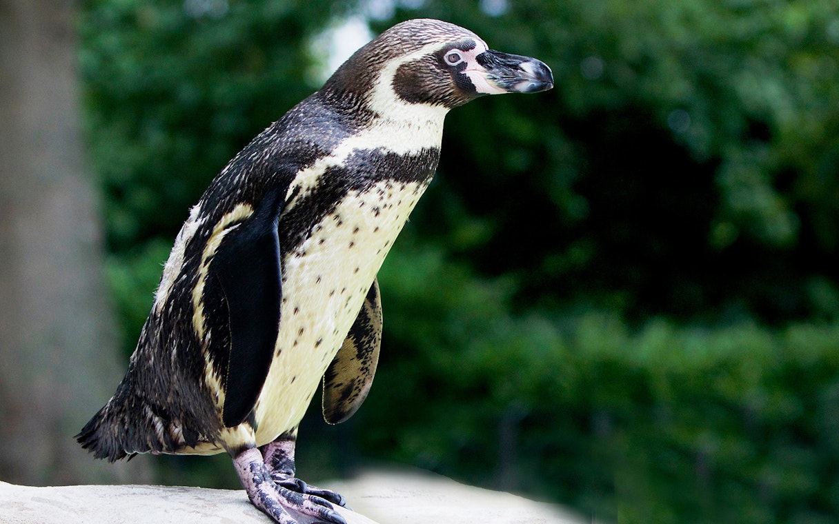 Humboldt penguin standing on a rock at London Zoo.