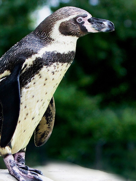 Humboldt penguin standing on a rock at London Zoo.