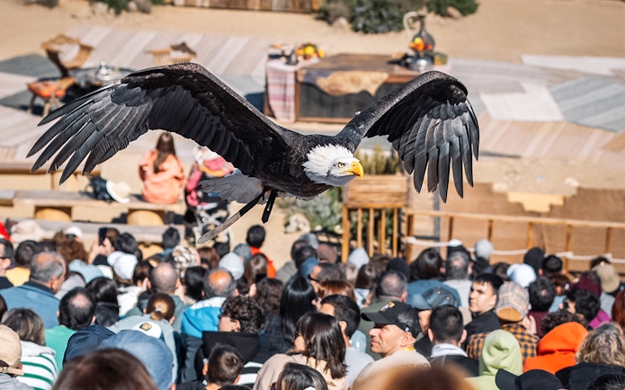 Eagle flying over audience at Puy du Fou performance.