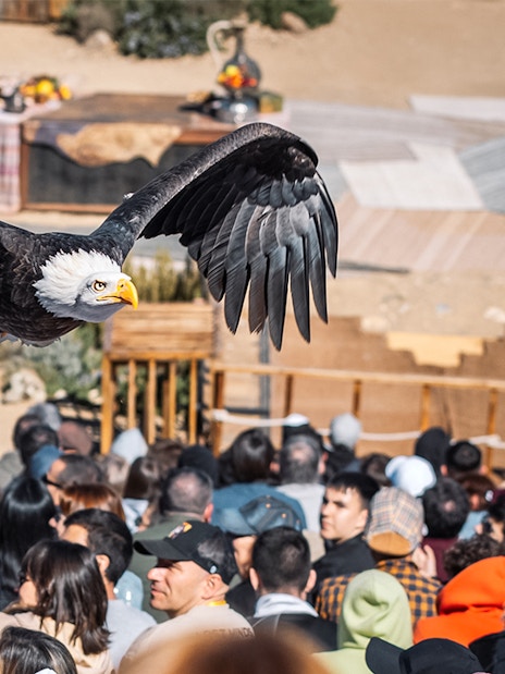 Eagle flying over audience at Puy du Fou performance.