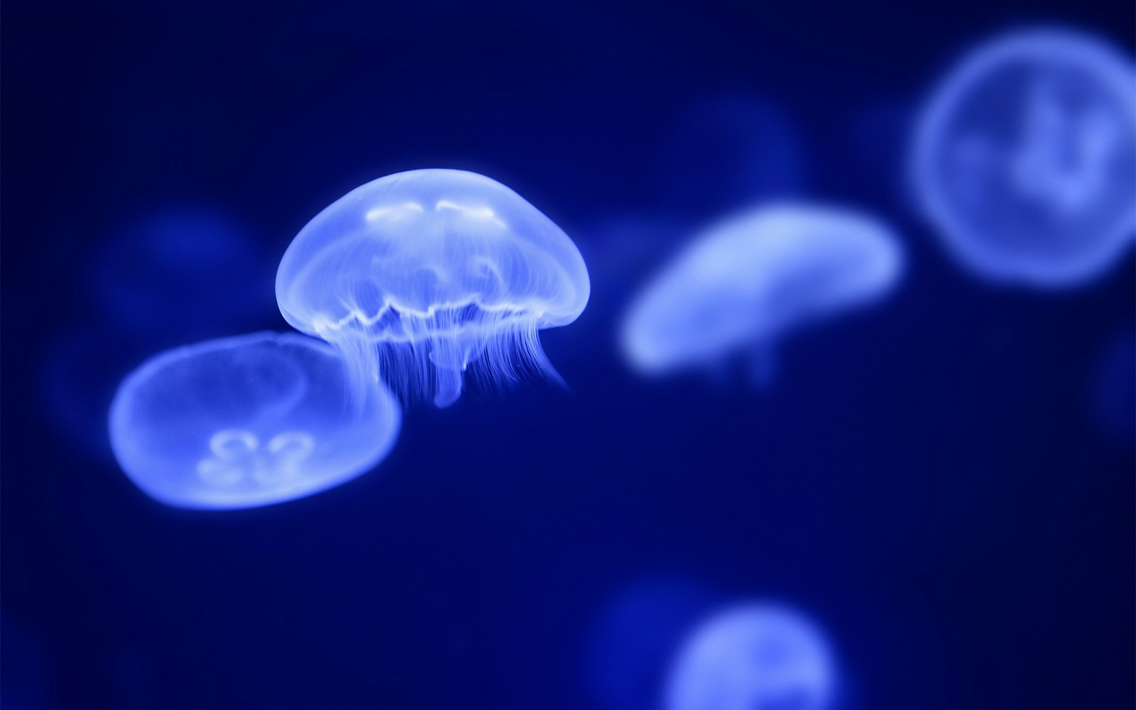 Jellyfish at gardaland sealife aquarium