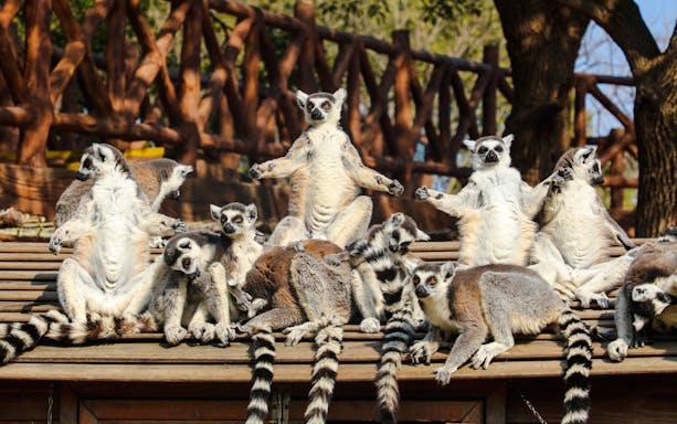 Ring-tailed lemurs lounging on a wooden platform at Shanghai Wild Animal Park.