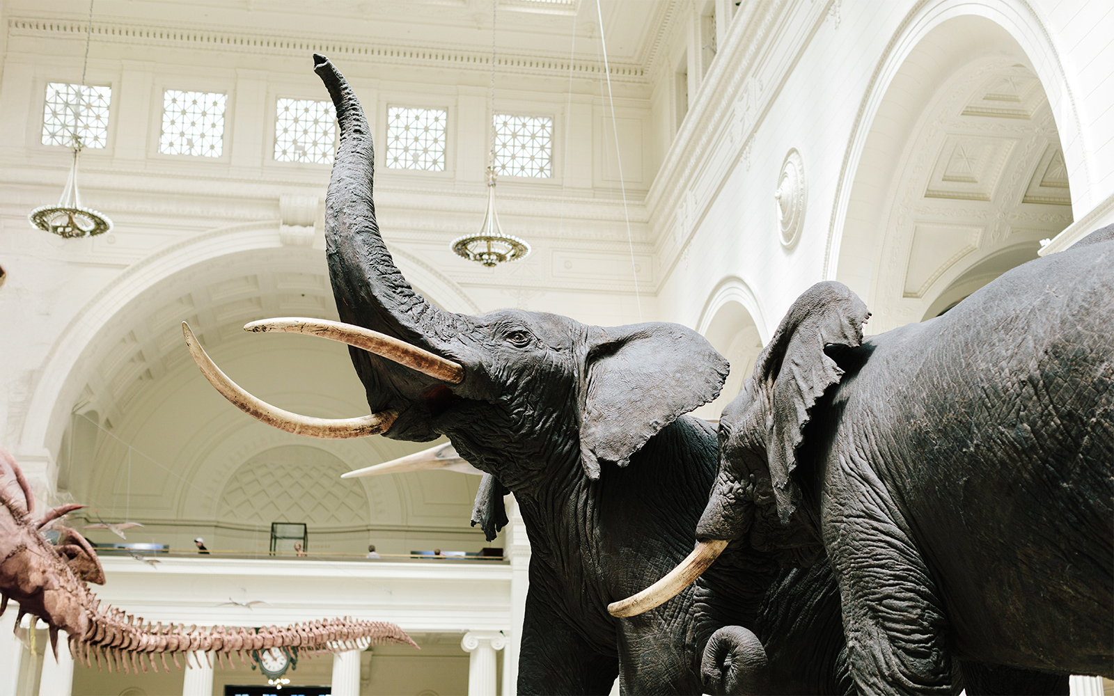 Elephant diorama at the Field Museum of Natural History, Chicago.