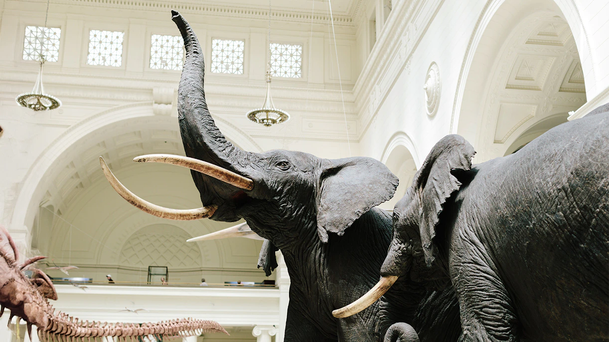 Elephant diorama at the Field Museum of Natural History, Chicago.