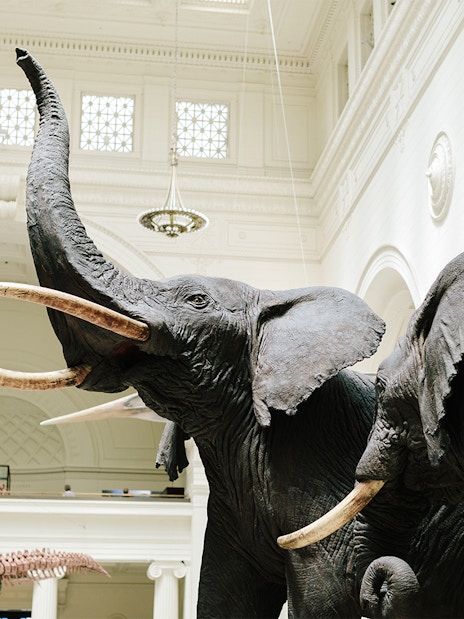Elephant diorama at the Field Museum of Natural History, Chicago.