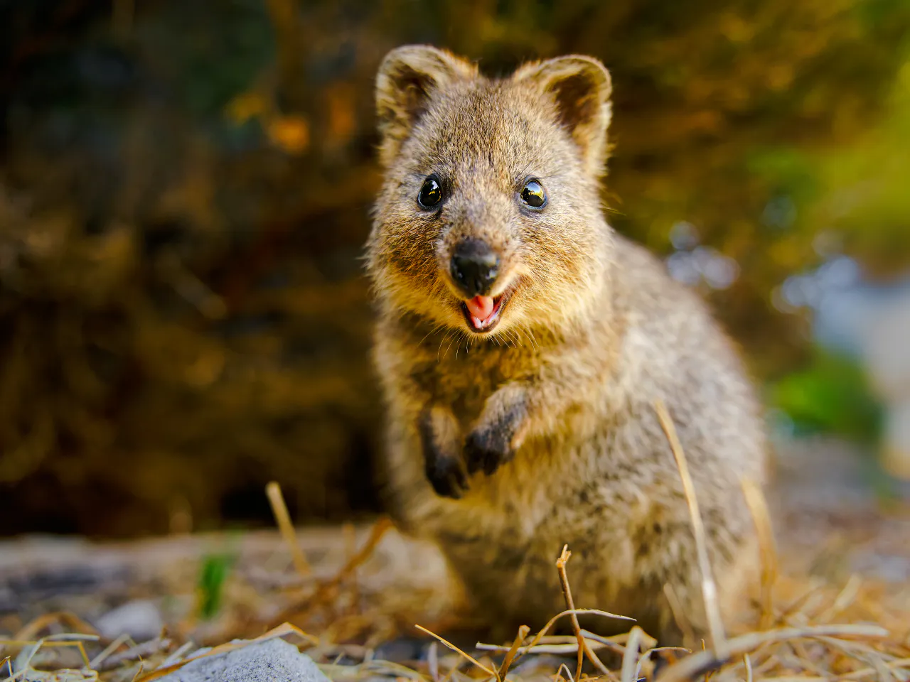 Quokka in Wollongong wildlife area, part of Sydney Secret Coastline tour.