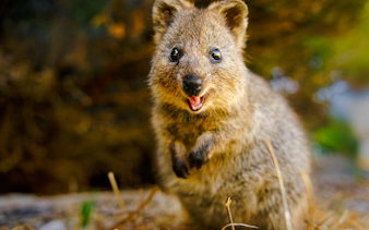 Quokka in Wollongong wildlife area, part of Sydney Secret Coastline tour.