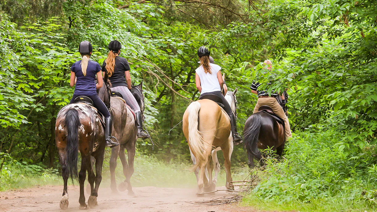 Horseback riders on a forest trail near Siena.
