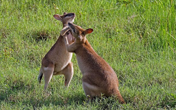 Kangaroos interacting in grassy area during Jumping Crocodiles & Wildlife Tour.