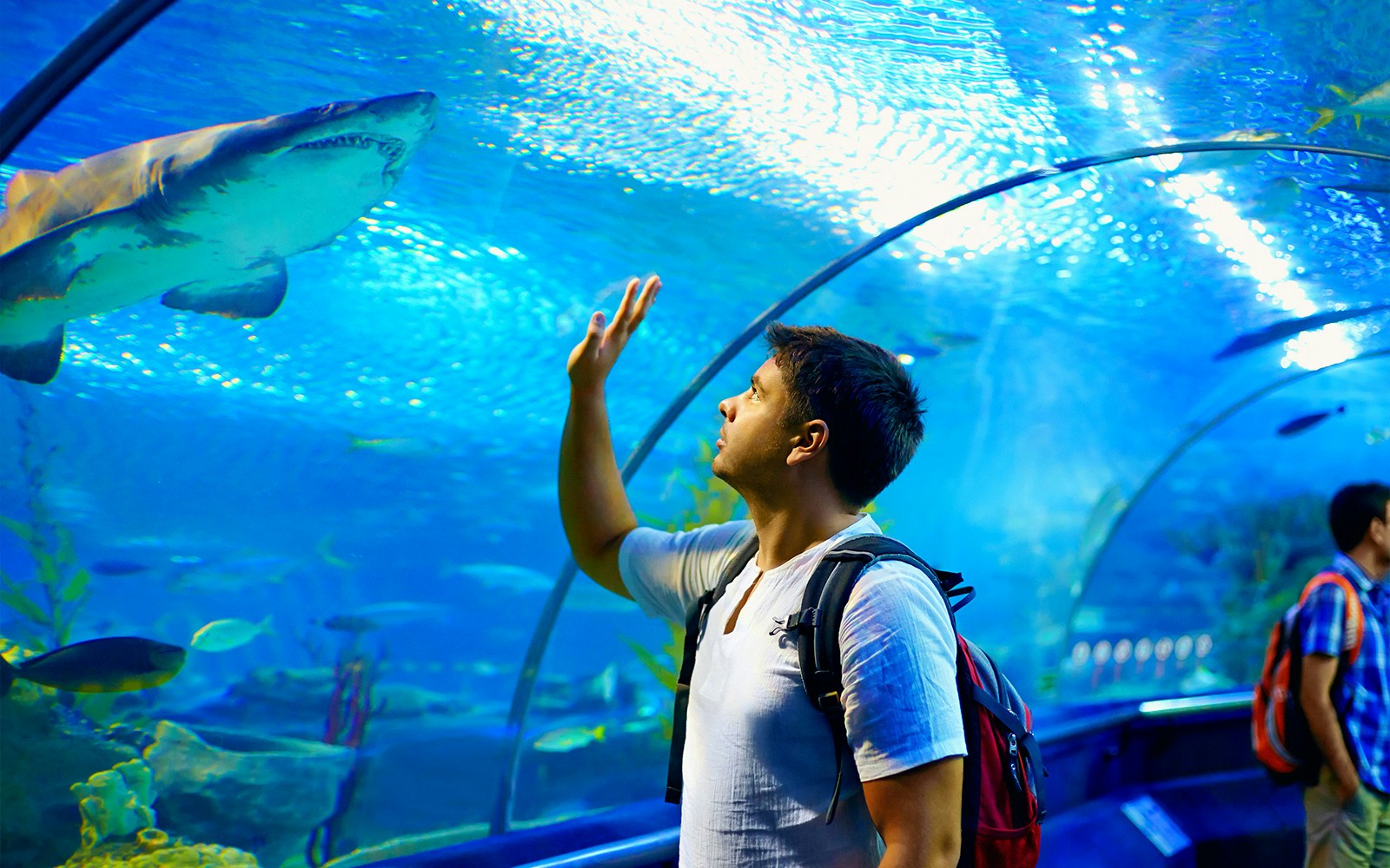 Underwater tunnel with tourists viewing sharks and diverse fish species.