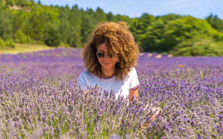 From Avignon: Lavender Fields Tour