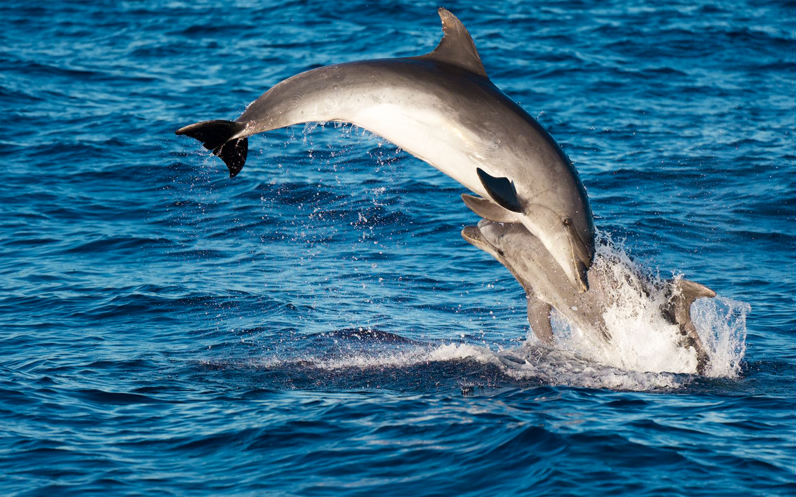 Dolphins leaping in the waters of Lanzarote.