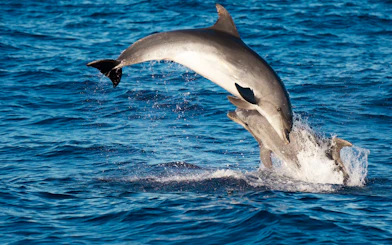 Dolphins leaping in the waters of Lanzarote.
