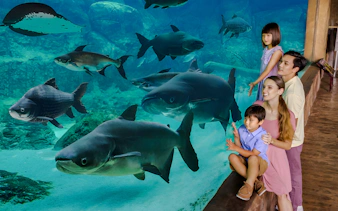 Family observing large fish at Mandai Wildlife Group aquarium.