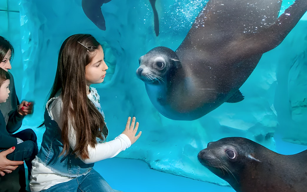 Child interacting with seals at Gardaland Park aquarium.