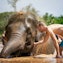 Mud spa with elephants