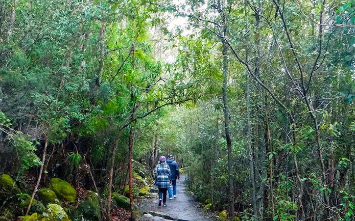 Visitors walking through lush forest on kunanyi Mt Wellington hop on hop off tour.