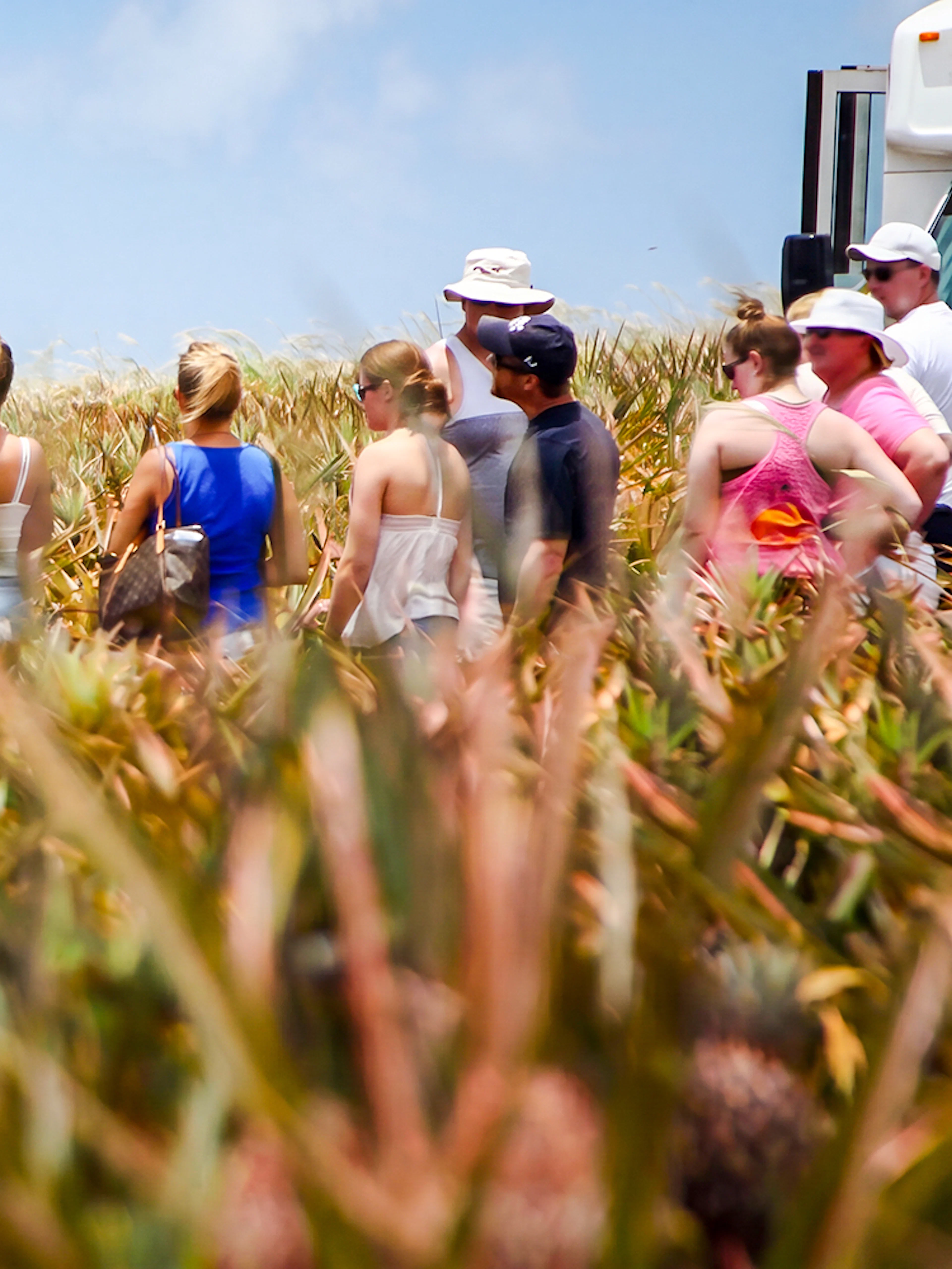 Tour group exploring a pineapple plantation with a guide.