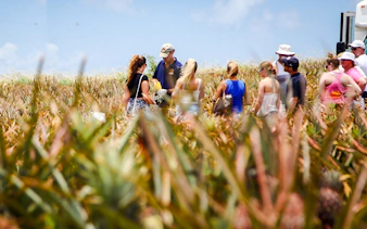 Tour group exploring a pineapple plantation with a guide.
