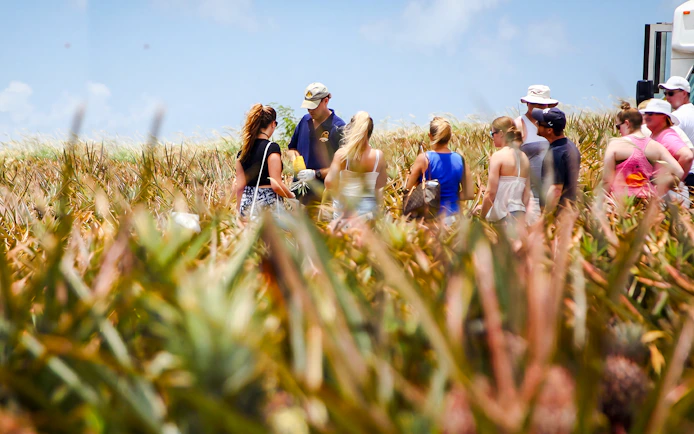 Tour group exploring a pineapple plantation with a guide.