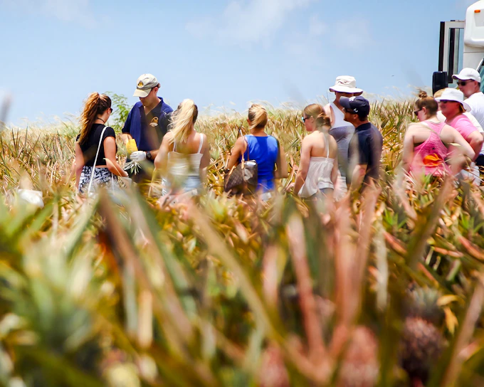 Maui Pineapple Tour: Guided Farm Tour