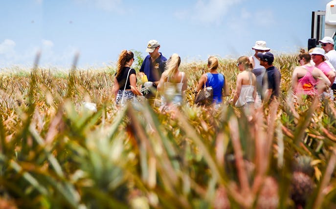 Tour group exploring a pineapple plantation with a guide.