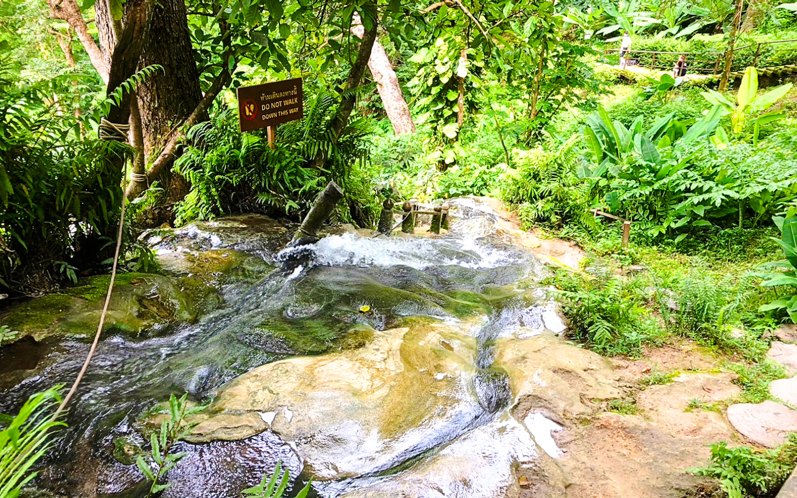 From Chiang Mai: Sticky Waterfall Tour with Private Driver Image 4