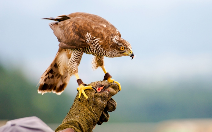 Goshawk perched on falconer's gloved hand.