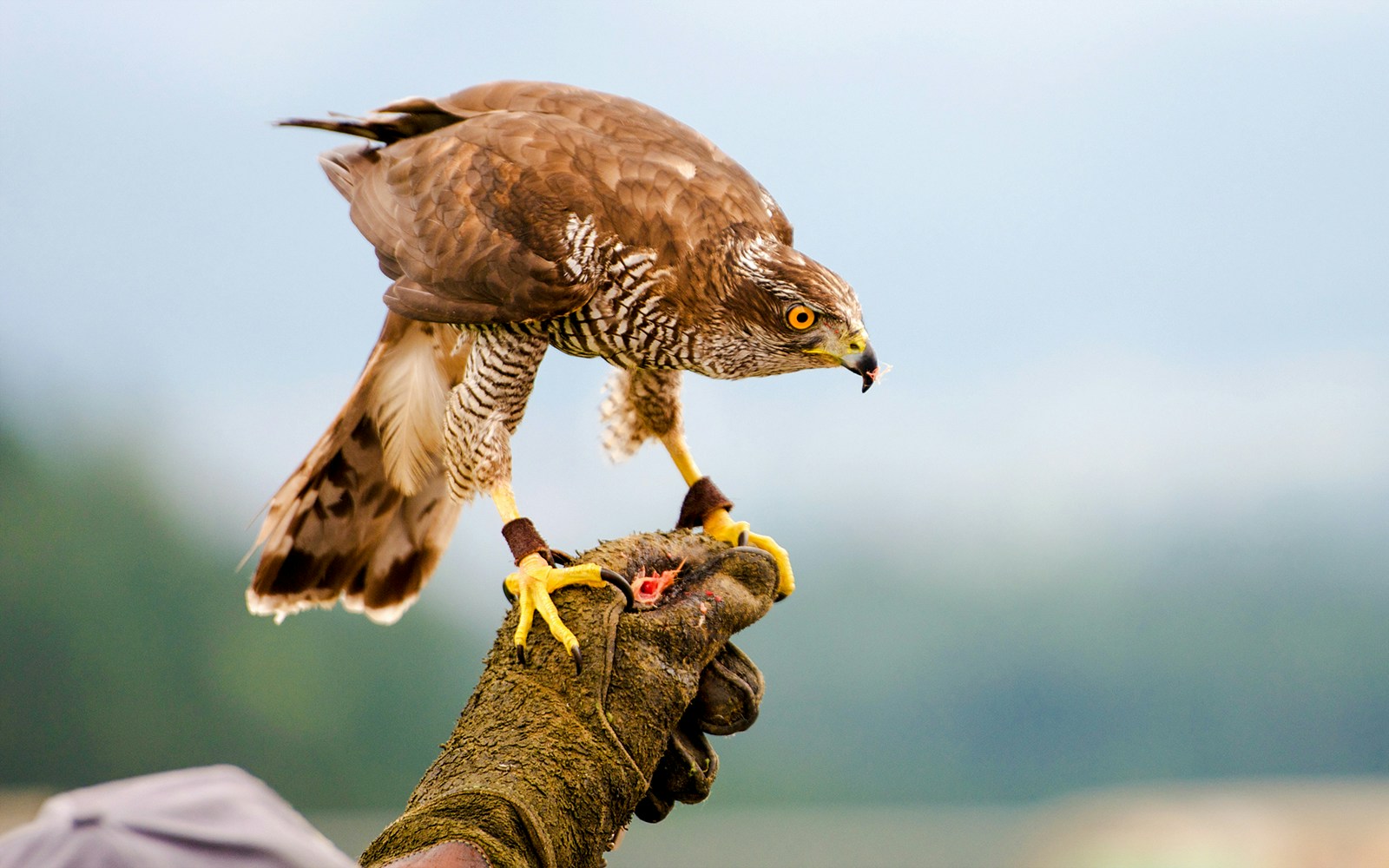 Goshawk perched on falconer's gloved hand.