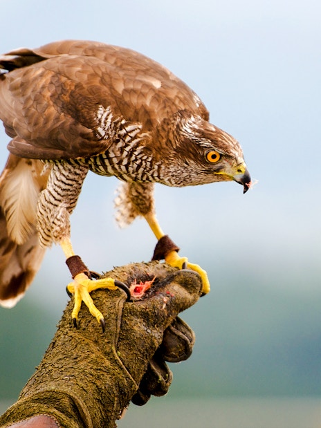 Goshawk perched on falconer's gloved hand.